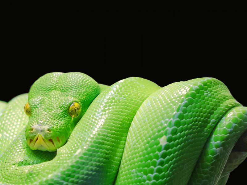 New Python Programmer? Learn These Concepts First.